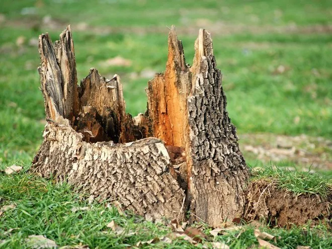 Don’t Forget the Stump After Tree Removal