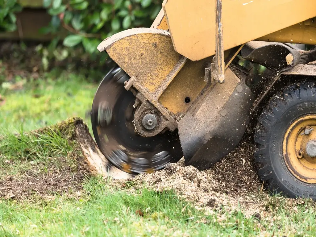 What You Need to Know about Stump Grinding