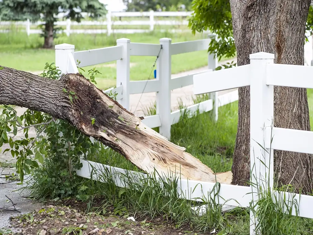 How to Deal With Emergency Tree Service Needs