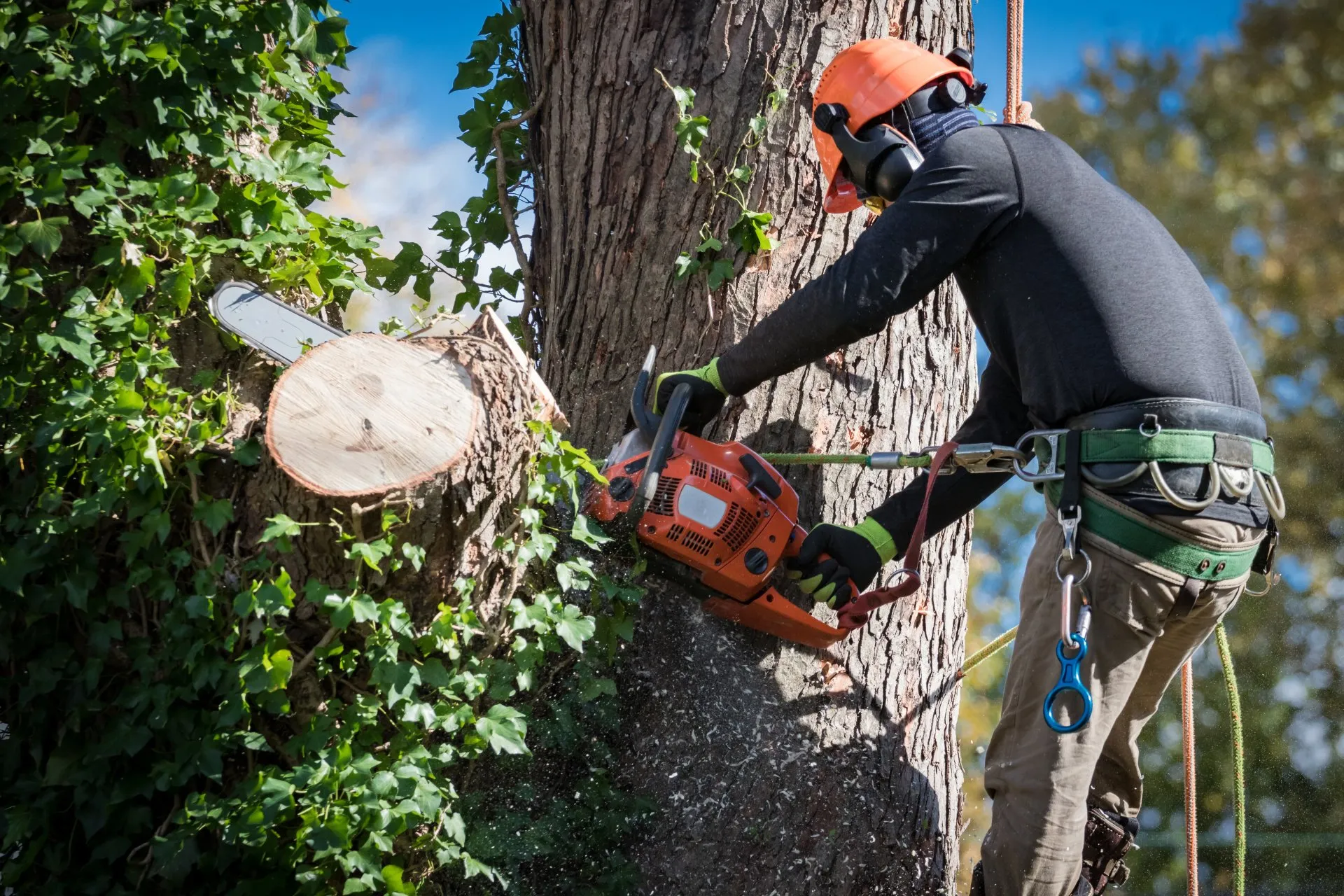 Tree Removal After Serious Storms