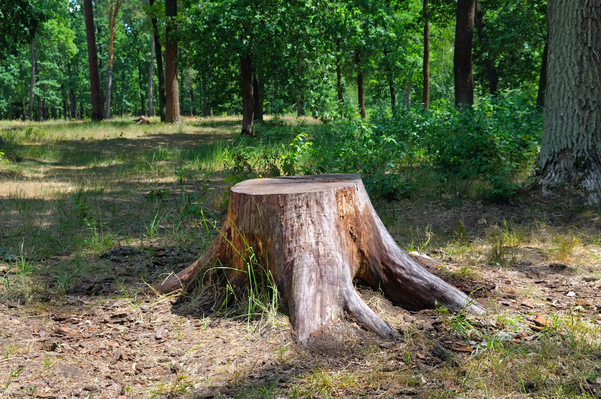 Consider Hiring Stump Removal Services
