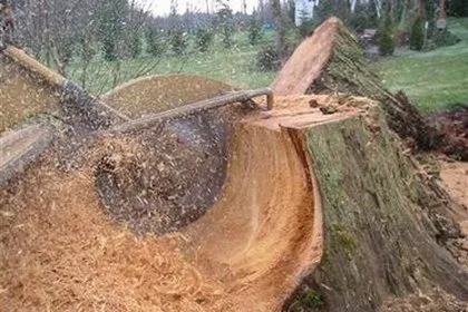 Stump Grinding: An Important, Overlooked Service