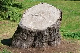 Tips, Methods, and Techniques of Stump Removal