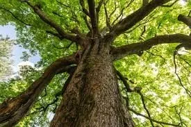Trees: Preventing Environmental Damage